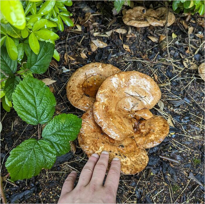 Large mushroom in a British garden with a hand touching it, surrounded by greenery and soil.