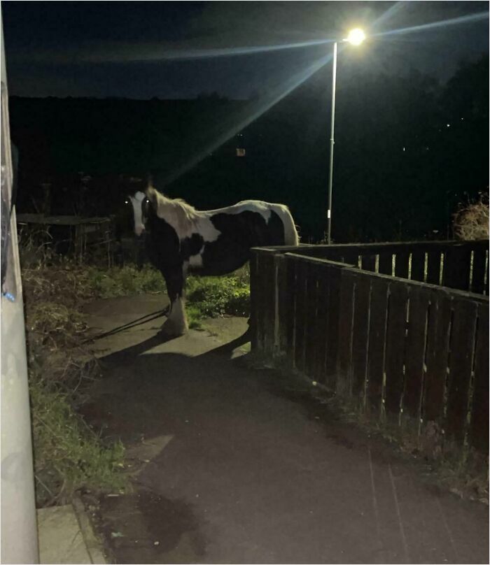 A horse standing on a British street at night, illuminated by a streetlamp, showcasing a delightfully British scene.