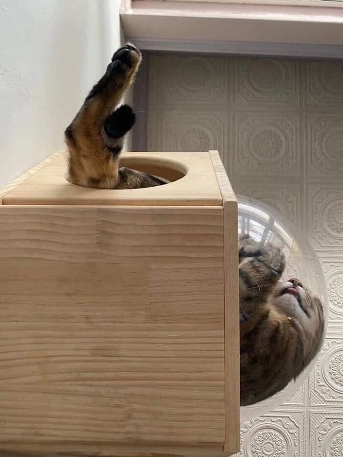 Cat lounging in a wooden box with paws sticking out, a perfect example of spoiled pets.