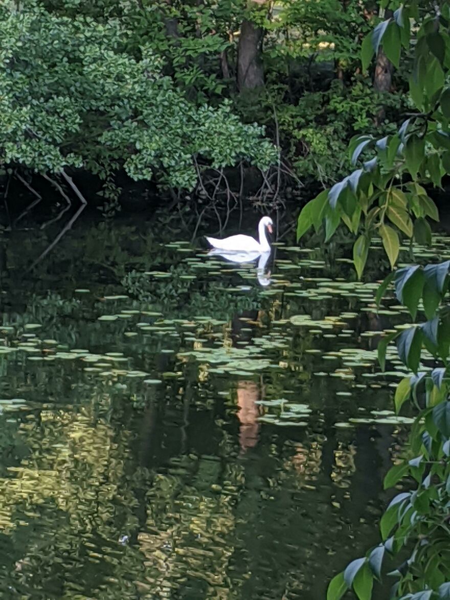 A white swan glides through pond reflections, creating an accidental art scene amidst lush greenery.