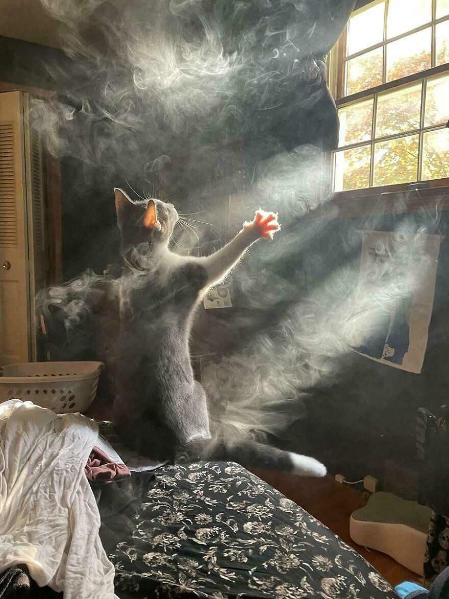 A cat reaching towards sunlight streaming through a window, creating an accidental art effect with swirling smoke.