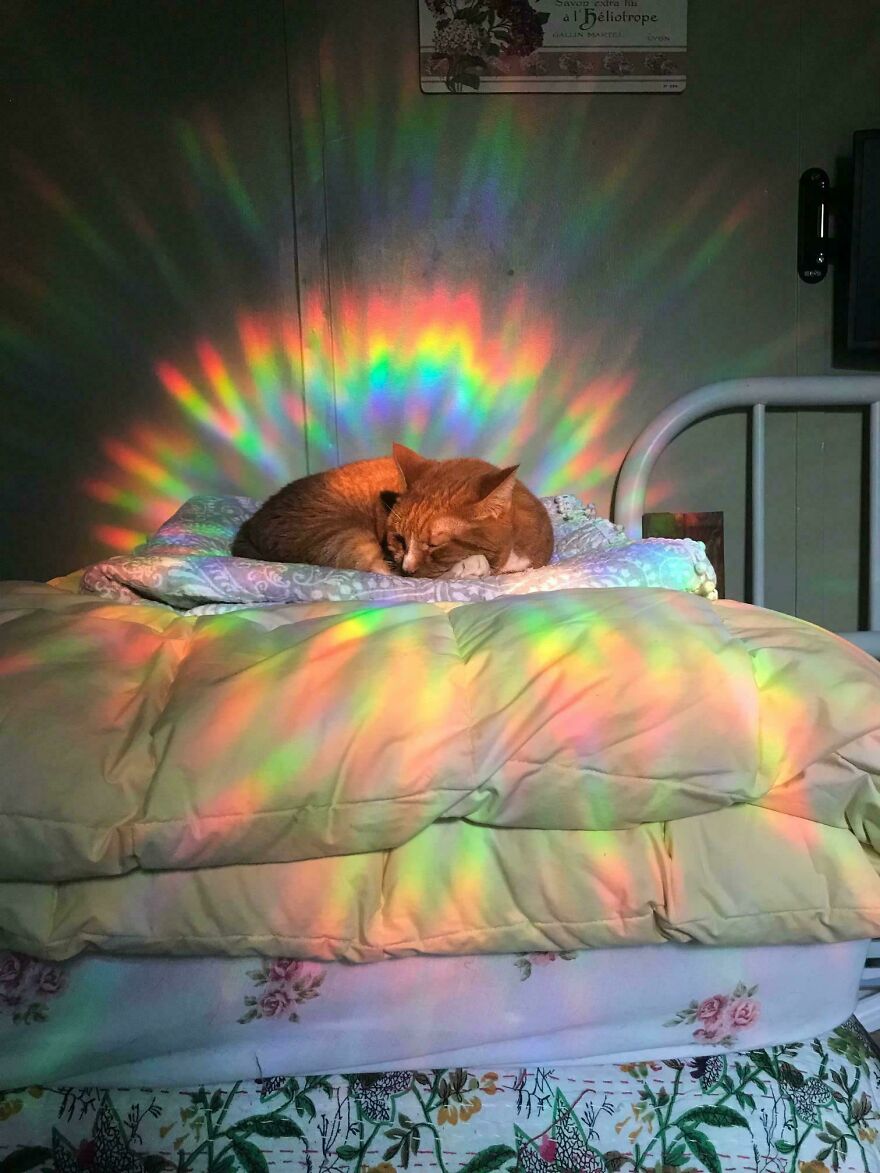 A cat sleeps on a bed, surrounded by colorful accidental art created by sunlight reflections.