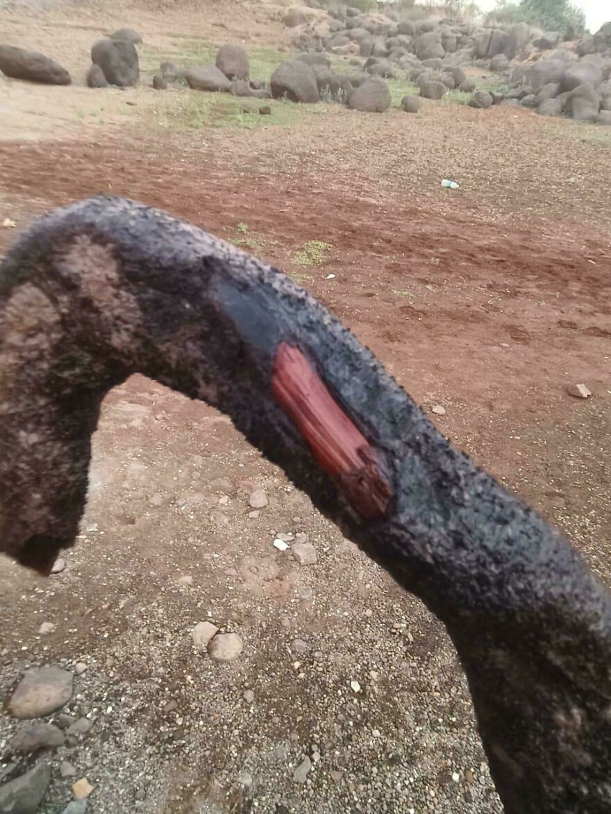 A rock formation resembling a bent tree branch in a rocky landscape, illustrating things looking like other things.