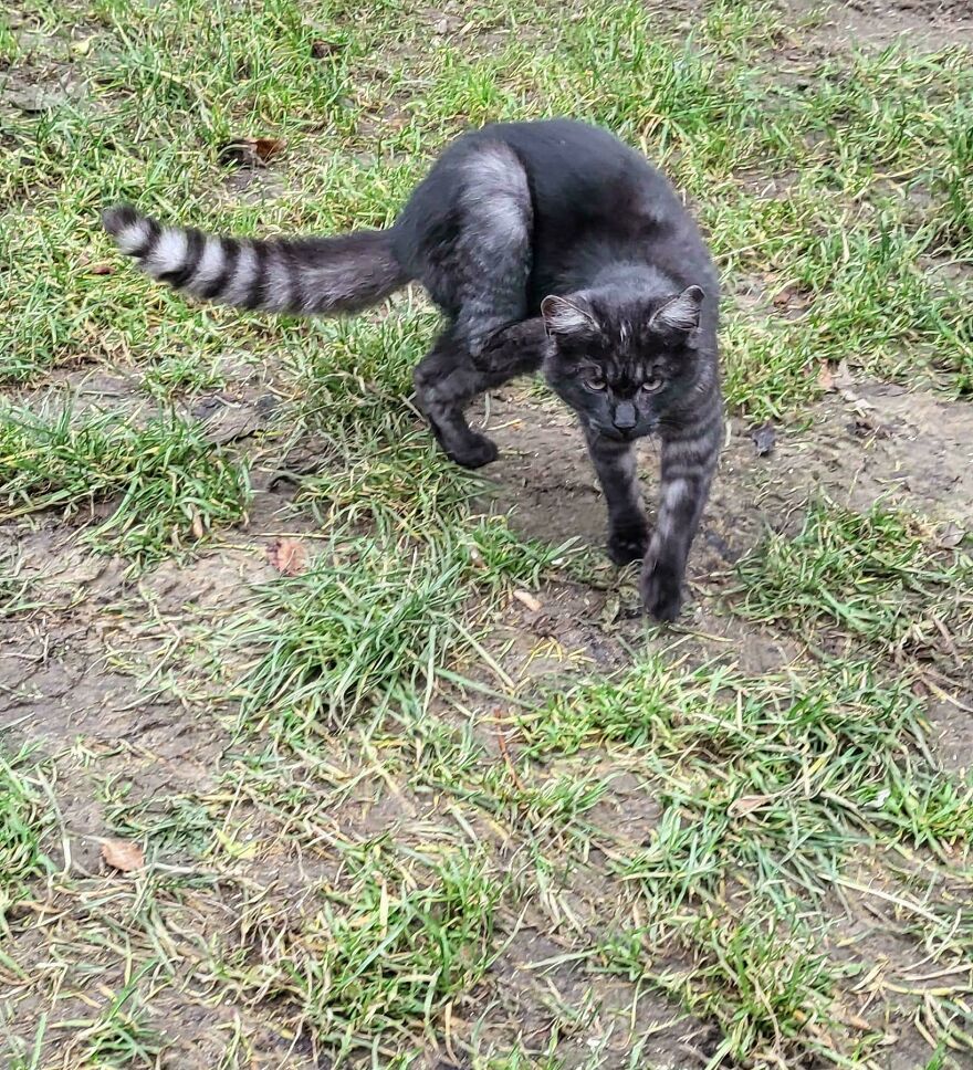 A cat with stripes blends into its surroundings, resembling other things found in nature.