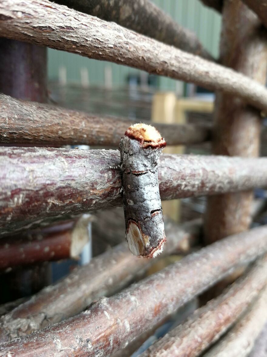 A stick resembling a small snake's head, demonstrating how things can look like other things.