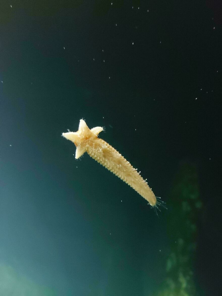 Starfish floating in water, resembling a star shape, exemplifying the concept of things looking like other things.