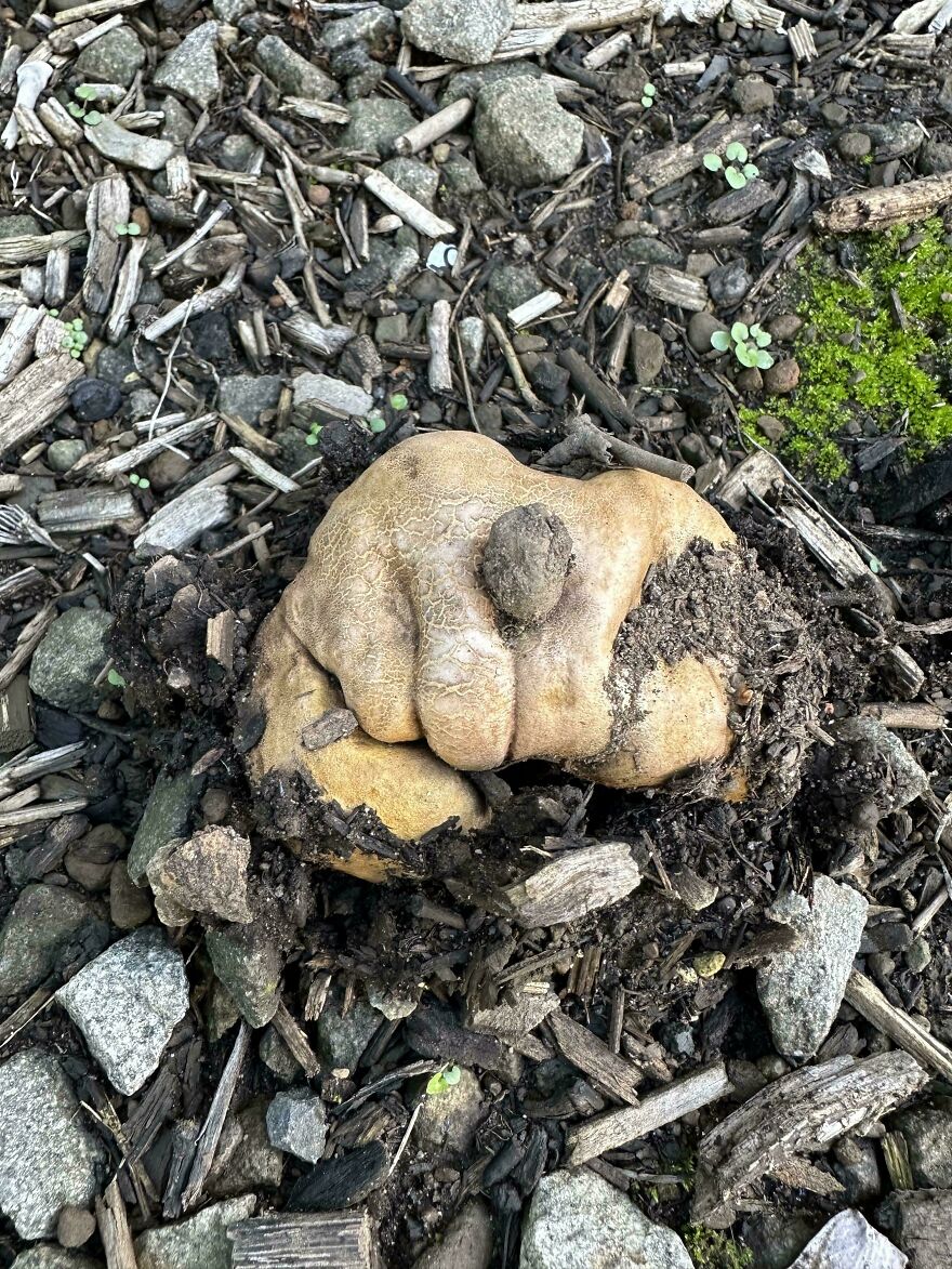 Potato in the dirt shaped like a human brain, illustrating how things look like other things.