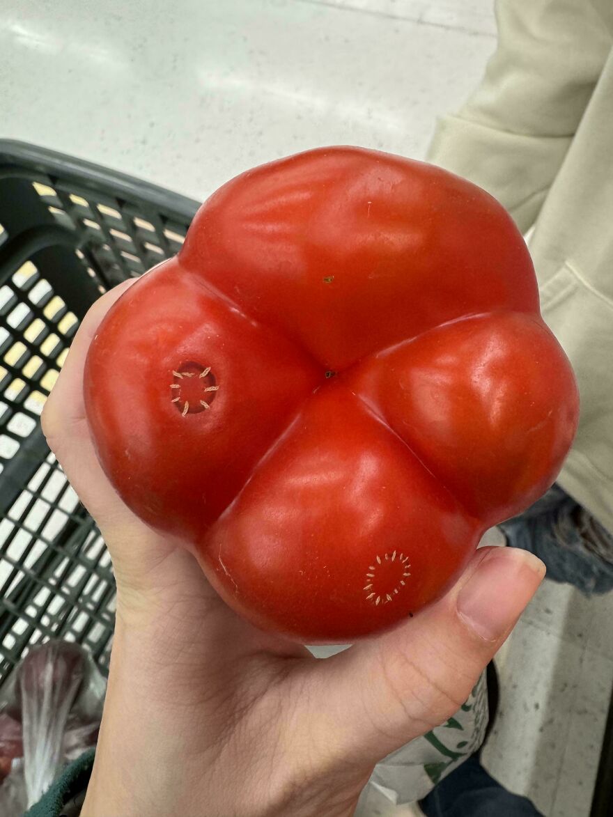 Unusual tomato shape resembling a toy, held in hand above a shopping basket.