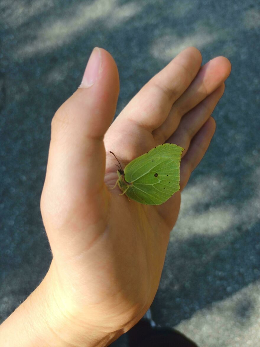 A butterfly that looks like a leaf resting on a person's hand.