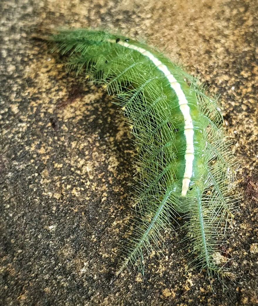 Green caterpillar resembling a pine needle sitting on a textured brown surface.