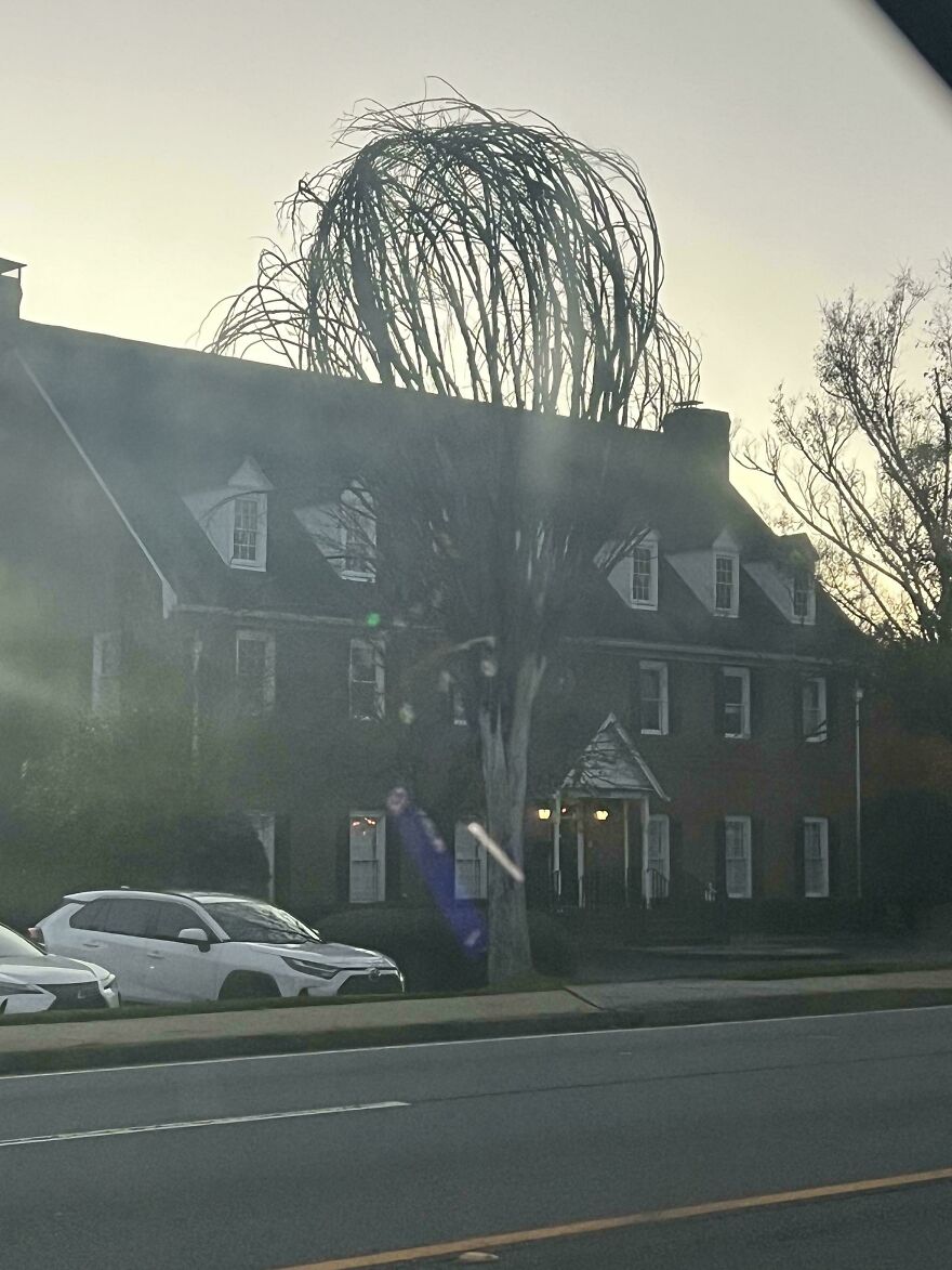 Tree resembling a large brain silhouette in front of a house with cars parked nearby.