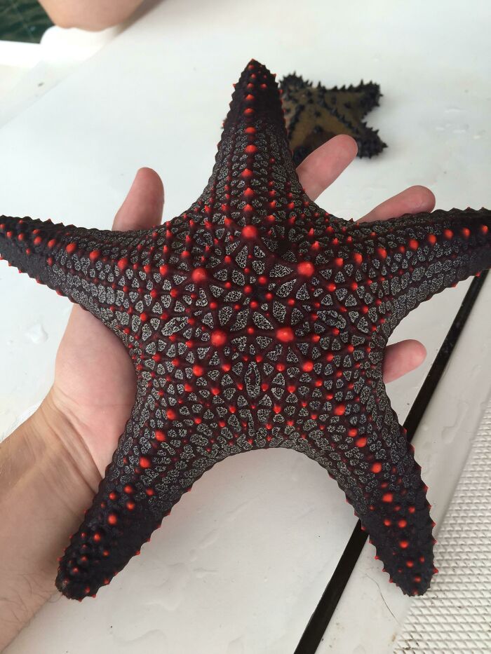 This Starfish