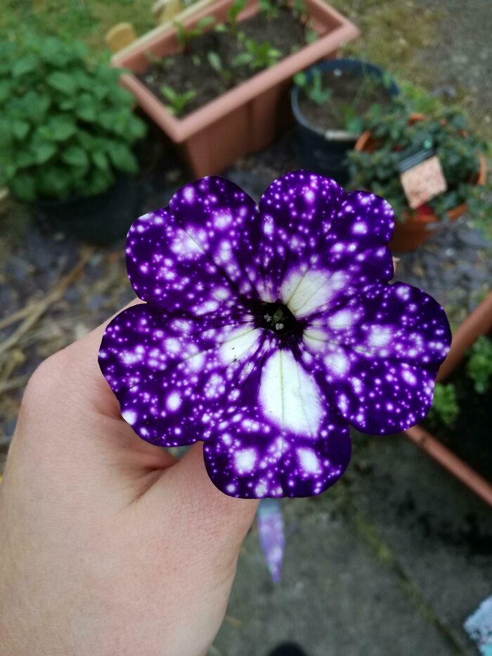 Night Sky Petunia