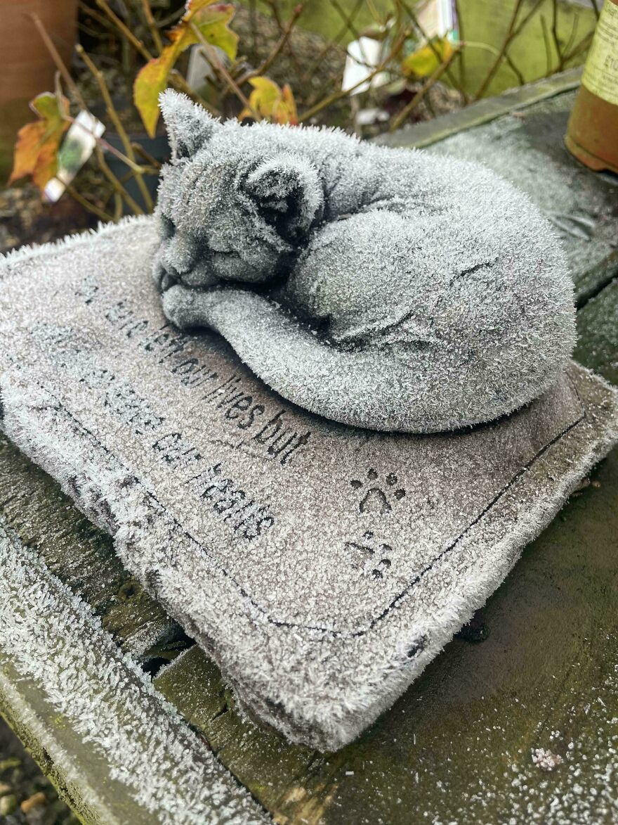 Frost-covered cat statue atop a stone, resembling a real sleeping cat; "things look like other things" example.