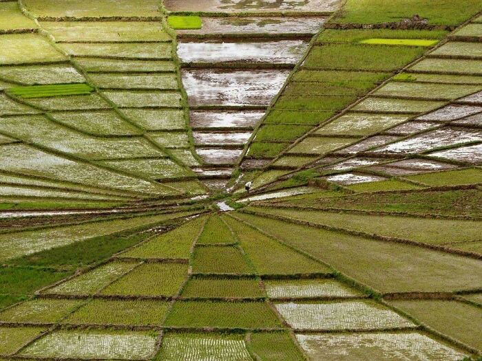 Rice Field Looks Like A Portal To Another Dimension