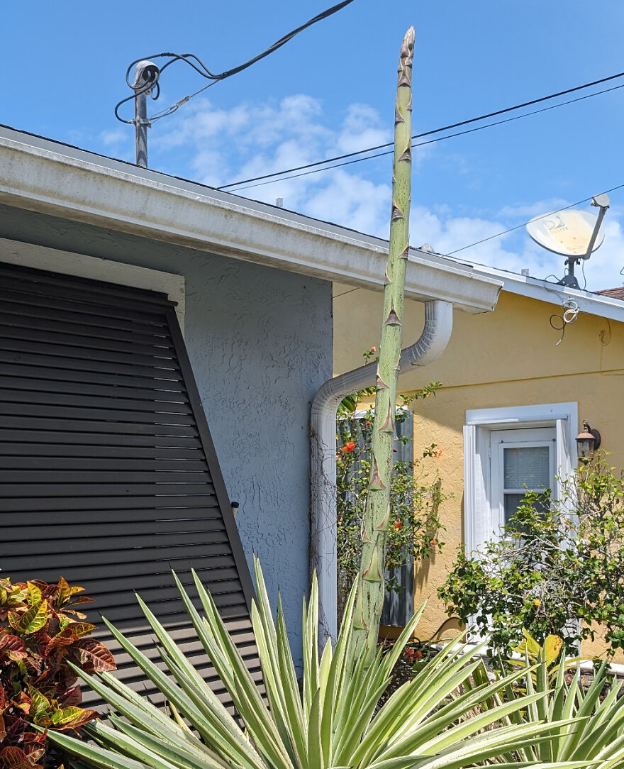 Tall agave plant resembling asparagus next to a house with blue sky overhead.