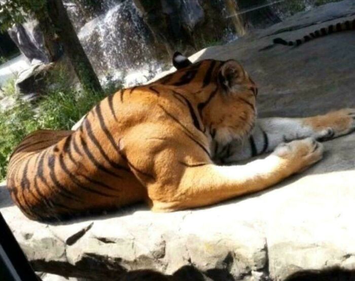 The Muscles Of A Fully Grown Male Tiger