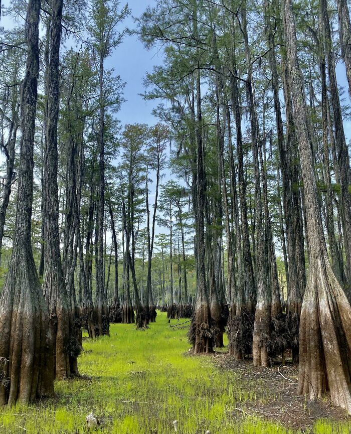 Lake Drained Down Into The Aquifer In A Matter Of Days And Left These Cool Uniform Water Lines On The Trees