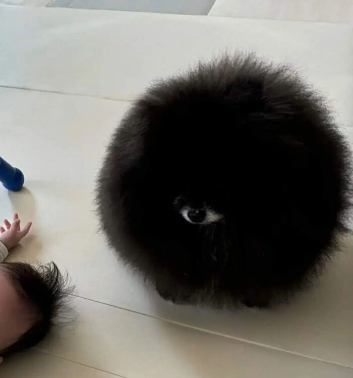 Fluffy black object with an eye, creating a confusing perspective alongside a baby on the floor.