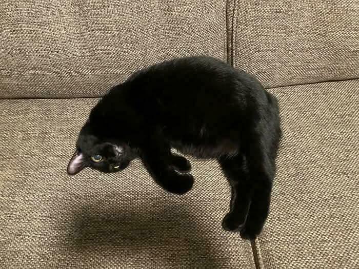 Confusing perspective of a black cat twisted on a couch, creating an optical illusion.