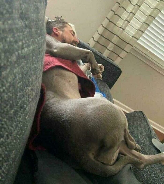 A man and a dog sleeping, creating a confusing perspective where their bodies seem merged.