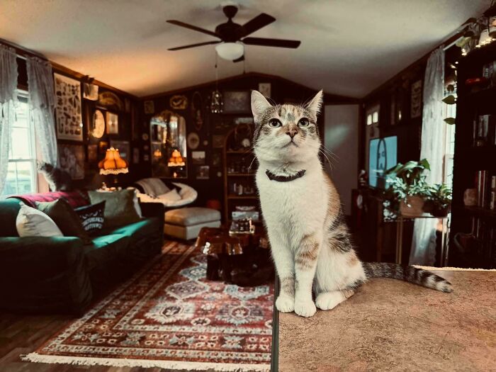 Cat sitting in a cozy living room with confusing perspective, featuring a colorful rug and eclectic decor.