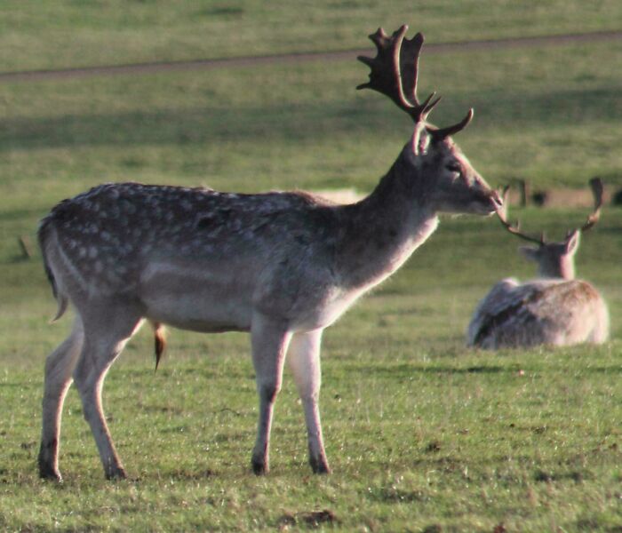 Deer grazing in a field, creating a confusing perspective with antlers aligning with another in the background.