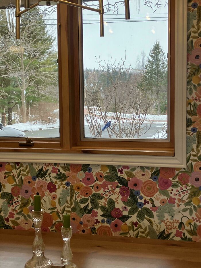 Floral wallpaper and window create a confusing perspective with snowy trees and a distant blue jay outside.