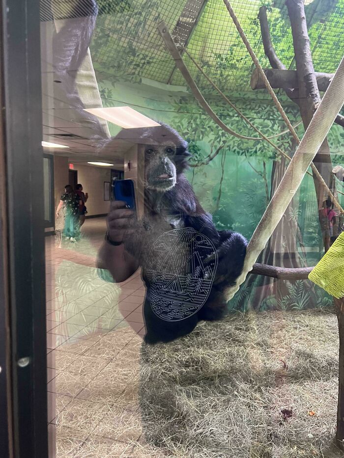 Confusing perspective: A monkey seemingly taking a selfie, with a reflection of a person holding a phone.