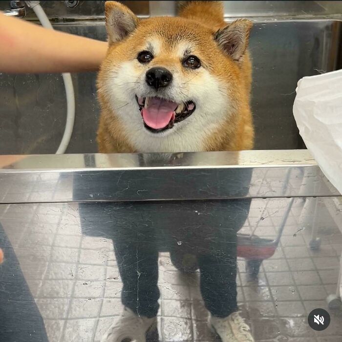 Confusing perspective of a dog's head perfectly aligned with the reflection of human legs below.