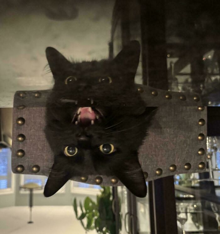 A black cat on glass creates a confusing perspective with its reflection.