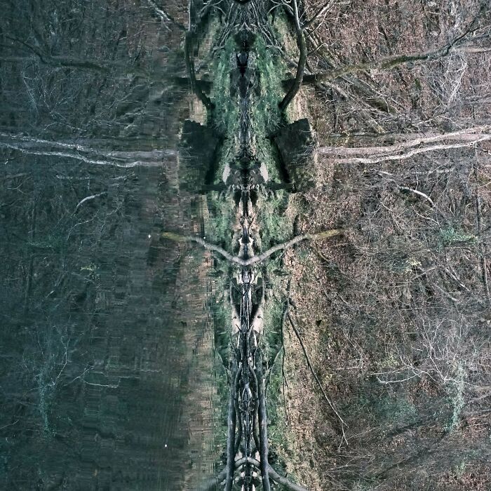 Confusing perspective image showing mirrored landscape with trees and branches, creating an illusion of symmetry.