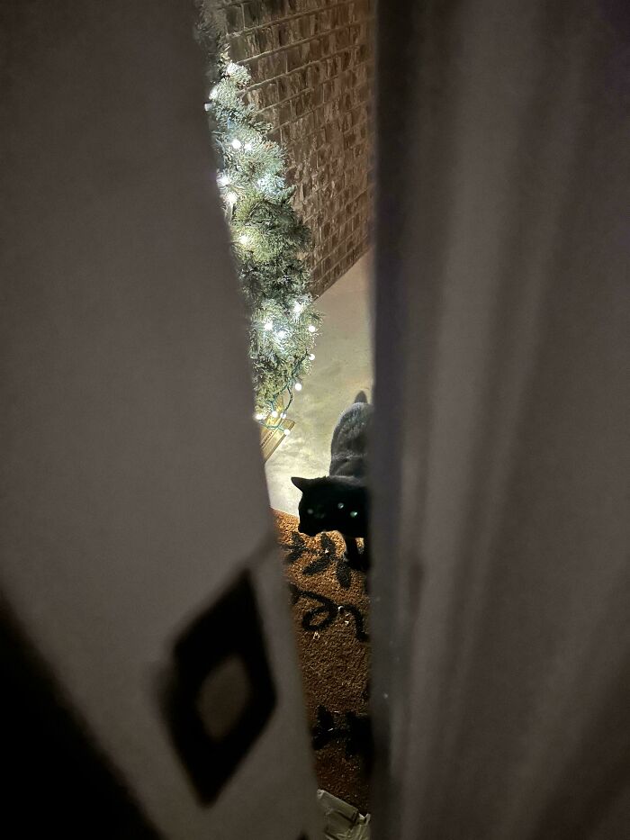 Confusing perspective of a cat peering through a narrow doorway, with a decorated tree visible outside.