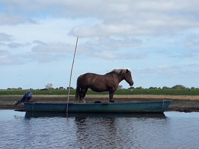 Confusing perspective: A horse appears to stand inside a boat on a calm water surface under a clear sky.