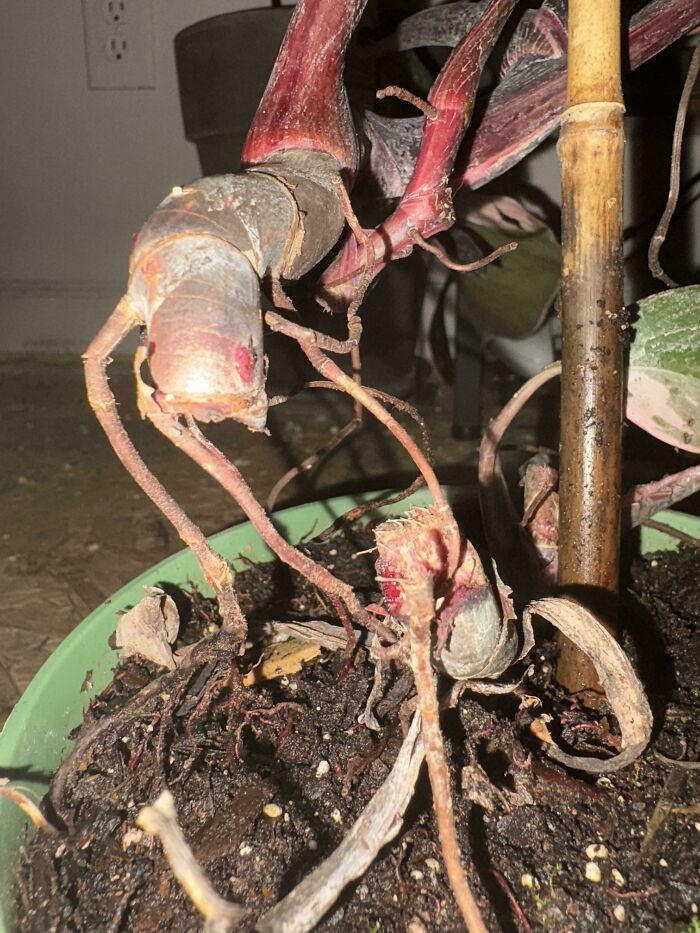 Confusing plant perspective resembles a coiled snake in a pot.