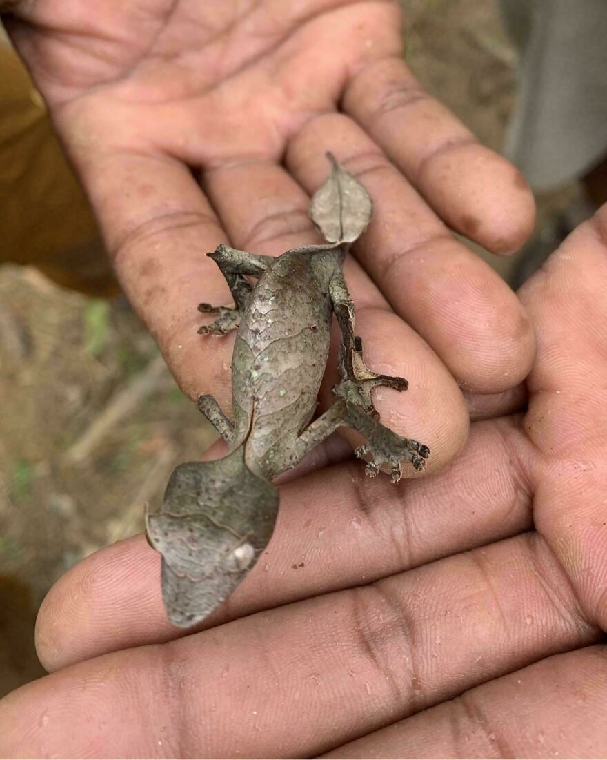 Leaf-like lizard camouflaged on a person's hand, blending seamlessly with its surroundings.