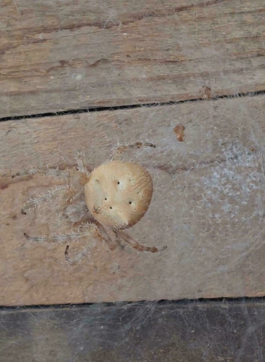 A spider on wooden planks resembles a mushroom cap, blending into its surroundings.