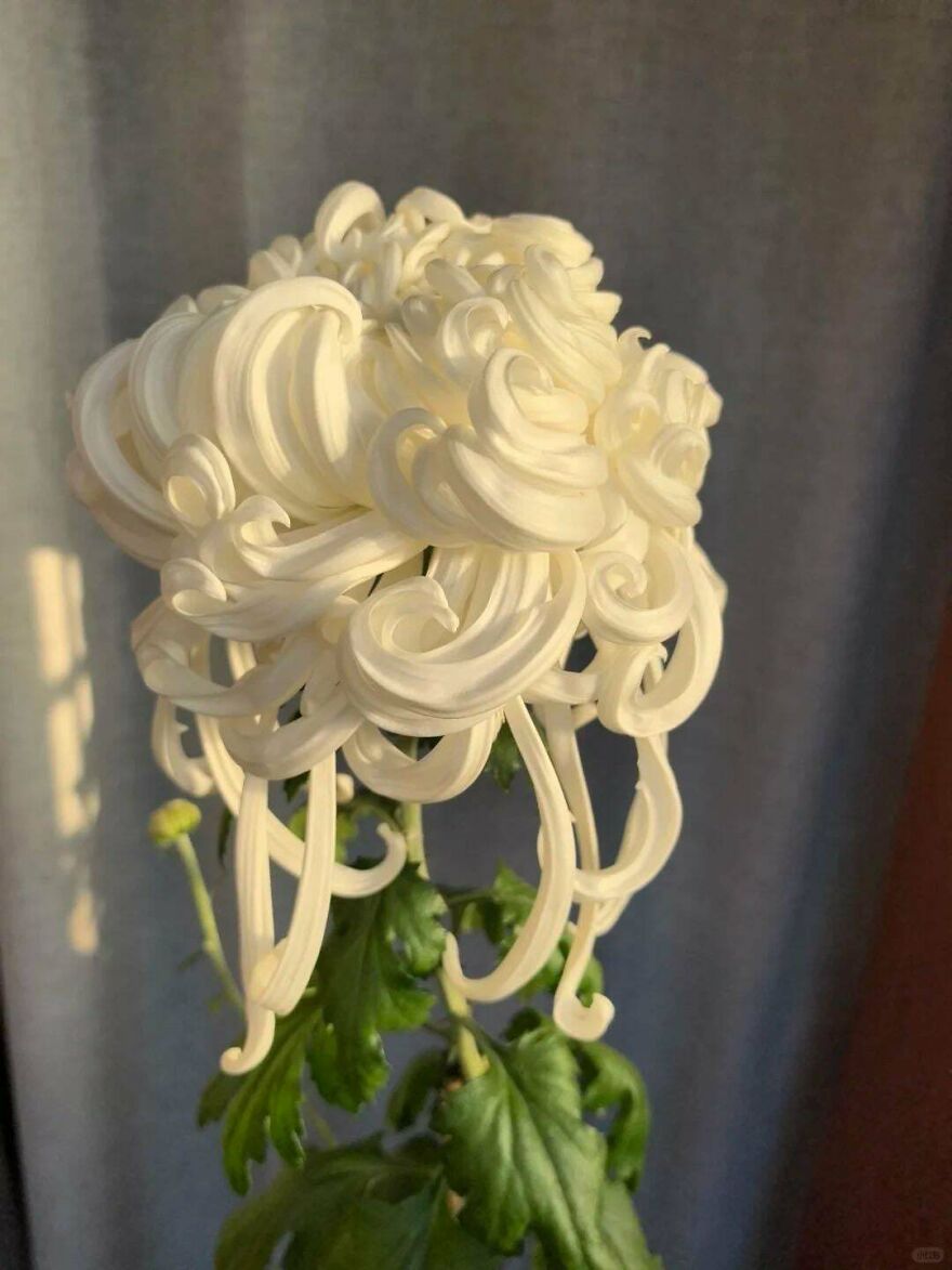 White flower resembling whipped cream swirls against a dark background.