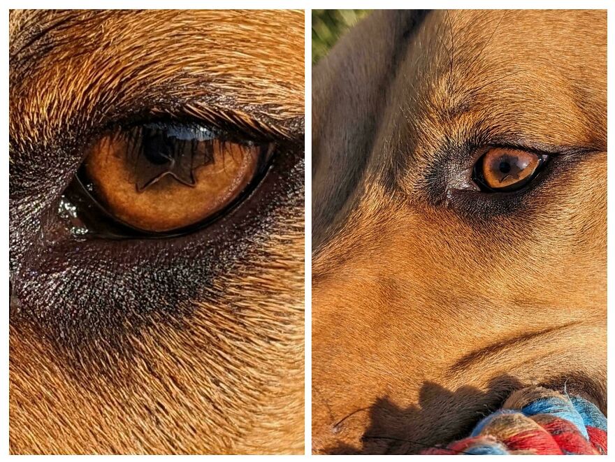 Close-up of a dog's eye resembling a star shape, comparing things that look like other things.