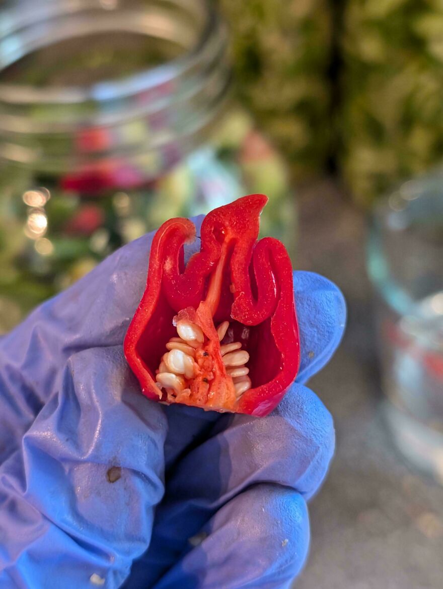 Gloved hand holding a sliced red pepper that resembles a flame, illustrating things that look like other things.