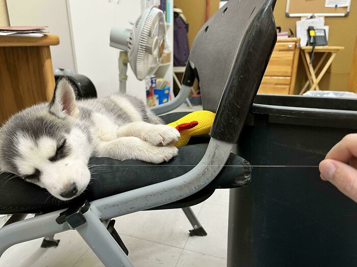 Sleeping husky puppy on chair with a toy, representing unique pet genetic trait in a cozy room setting.