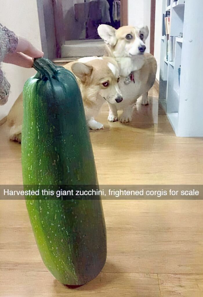 Giant zucchini on floor, two curious corgis looking at it in a room.