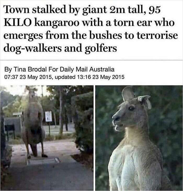 Giant kangaroo with a torn ear stands in a park, illustrating the concept of absolute units things.