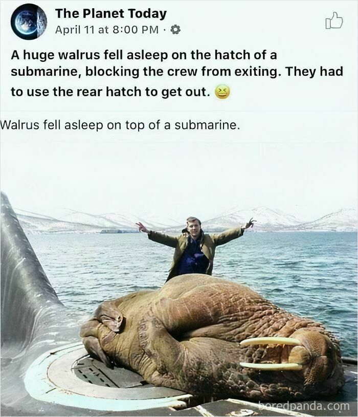 A massive walrus asleep on a submarine hatch, preventing entry, with a person standing behind it in the background.