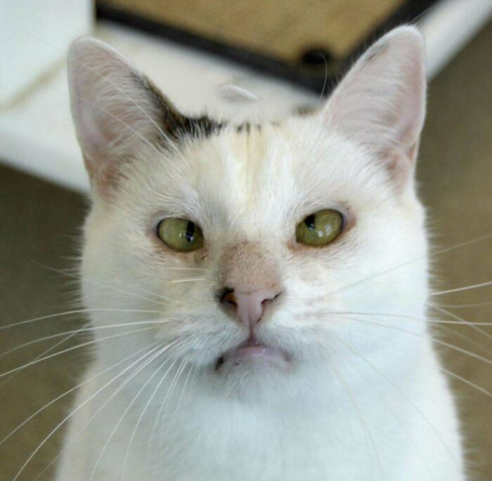 White cat with unique genetic mutation, featuring distinct facial markings and expressions.