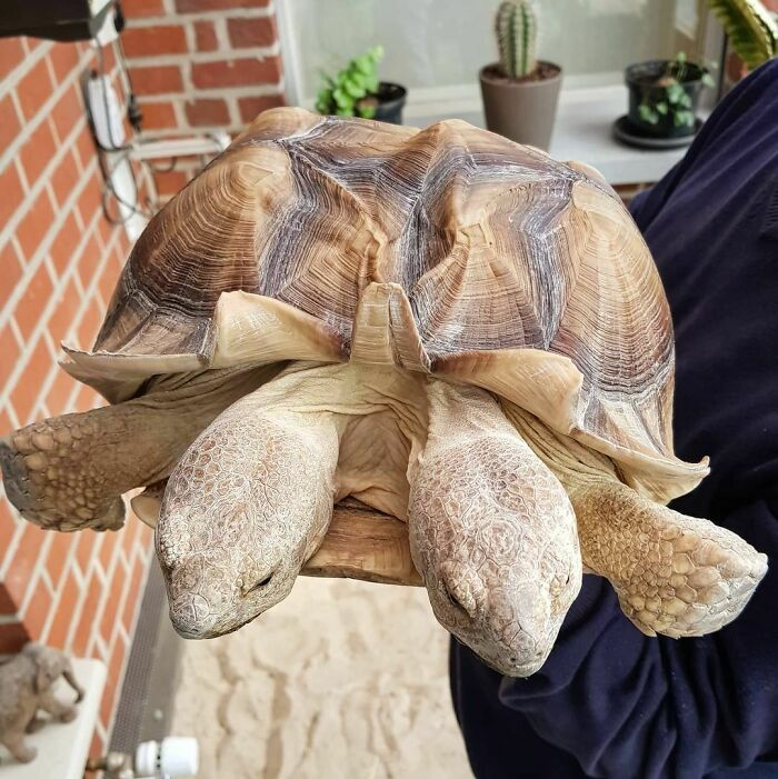 Two-headed tortoise showcases unique genetic mutations in an indoor setting.