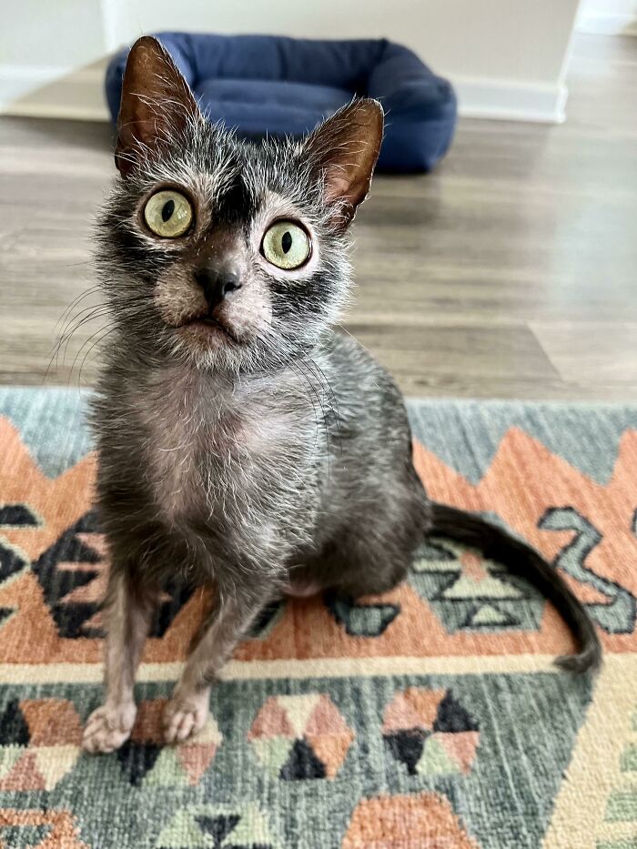 Cat with unique genetic mutation, wide eyes, sitting on a patterned rug.