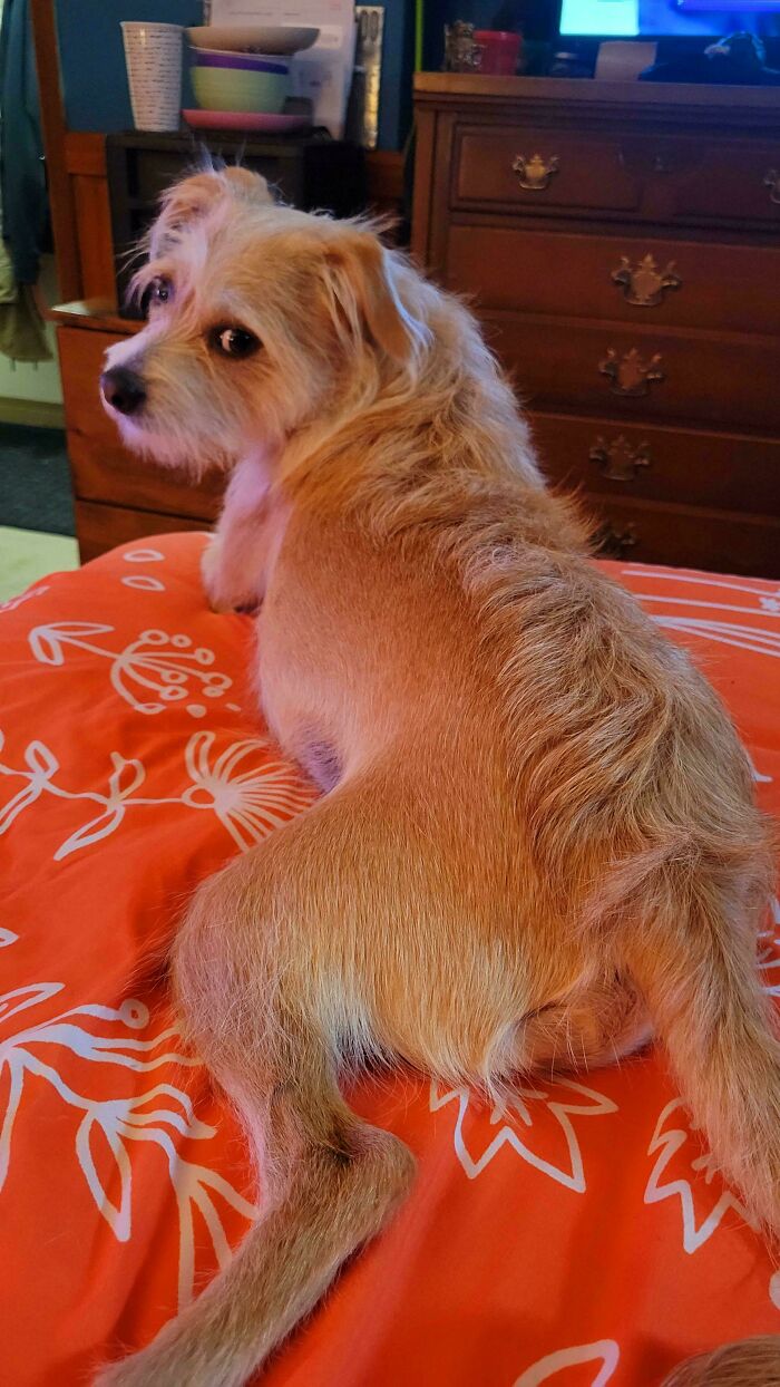 Dog with unique genetic mutation, featuring an unusual tail, sitting on a red floral bedspread.