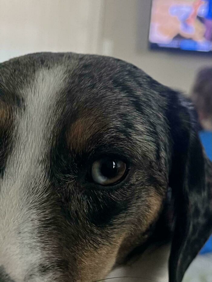 Close-up of a dog's eye showcasing unique pet genetic mutations.