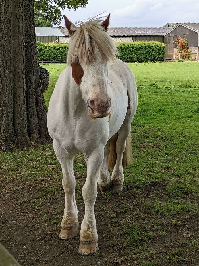 Horse with unique genetic mutations, featuring unusual mane, standing in a grassy field.